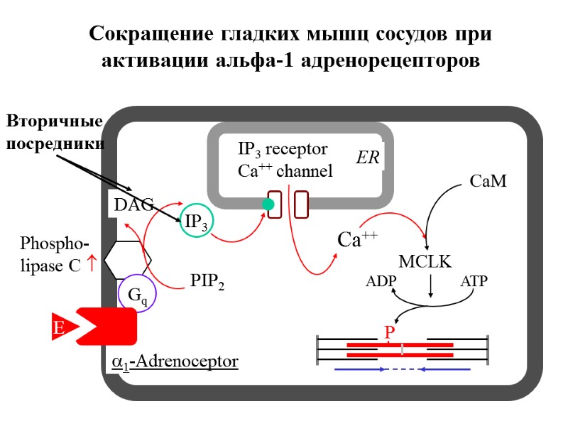 a1-Adrenoceptor Phospho- lipase C  Ca++ MCLK CaM ATP ADP IP3 DAG PIP2 ER